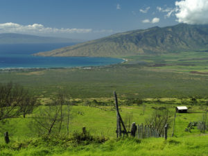 Rice Park in Kula Maui